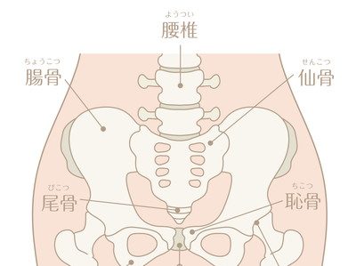 骨盤の構造の画像